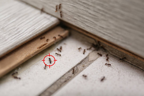 Best Wasp Removal Services  in Long View, NC