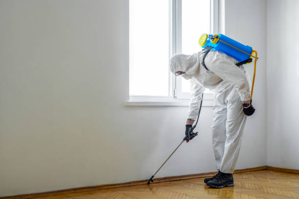 Best Wasp Removal Services  in Long View, NC