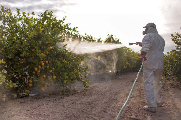 Best Ant Control Services  in Long View, NC