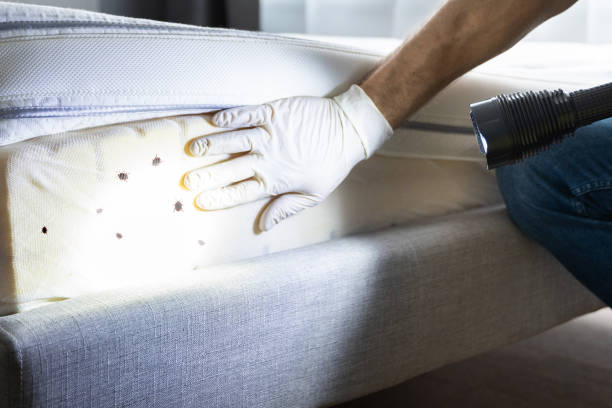 Best Flea Control Services  in Long View, NC