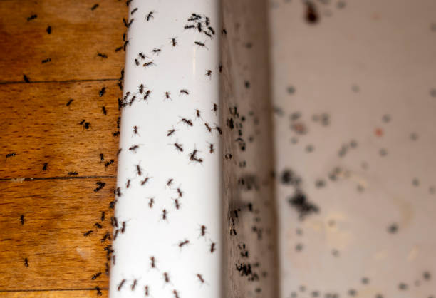 Best Affordable Pest Control Services  in Long View, NC