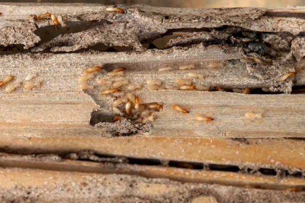  Long View, NC Pest Control Pros