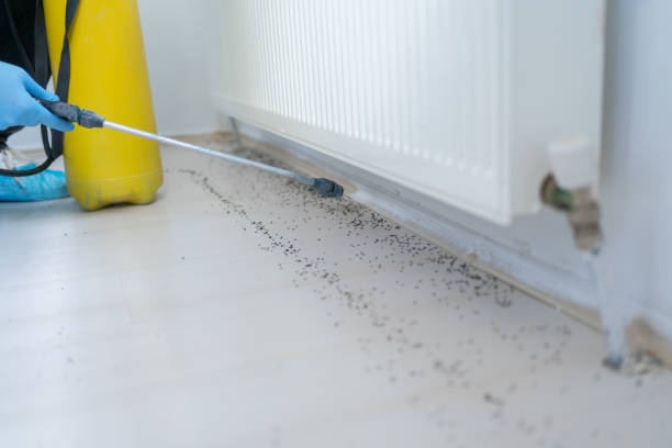Best Cockroach Control Services  in Long View, NC